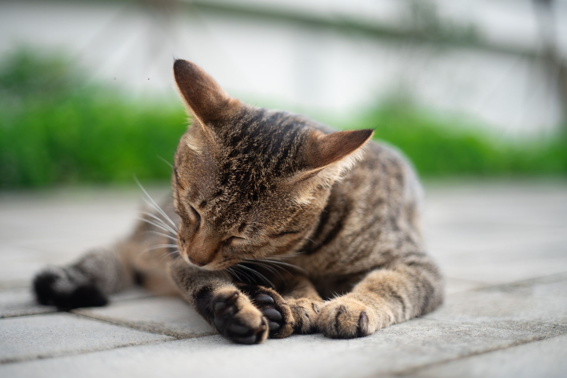 なぜ雑種猫にブラッシングが必要?毛並みへの効果