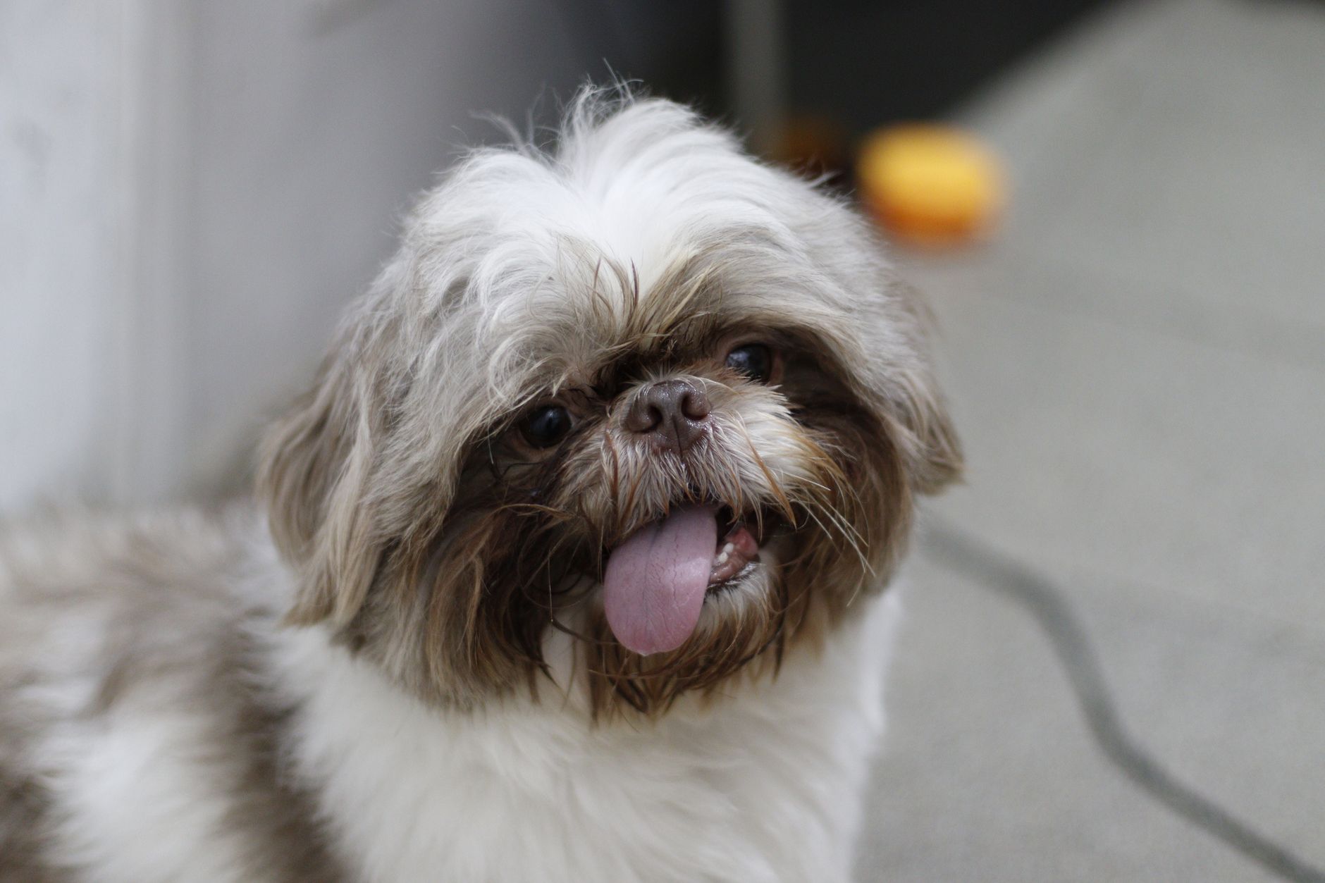 ダックスフンドはどんな犬？飼う前に知っておきたい特徴
