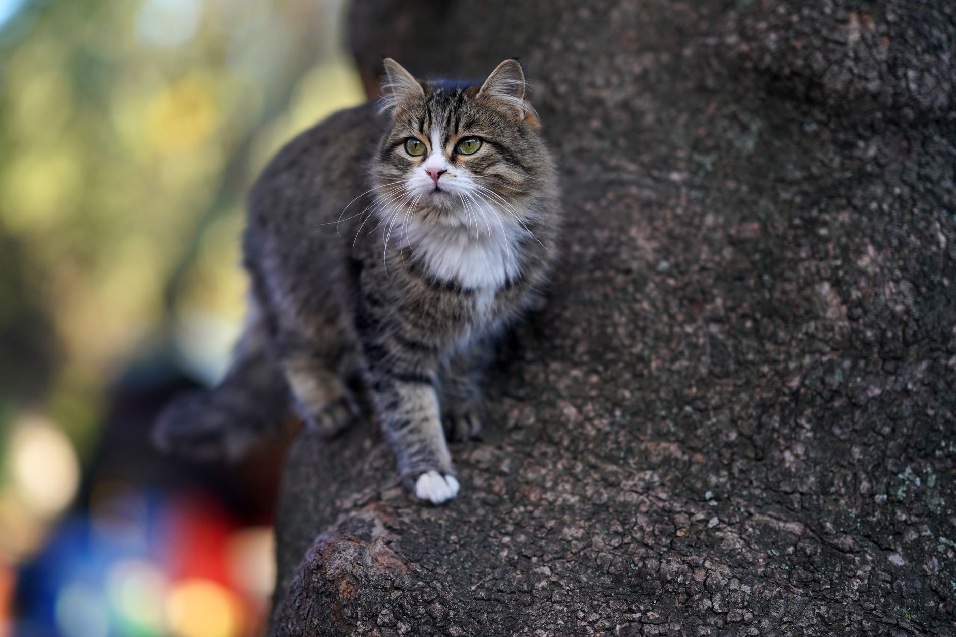 ノルウェージャンフォレストキャットの飼い方|5つの基本ポイント