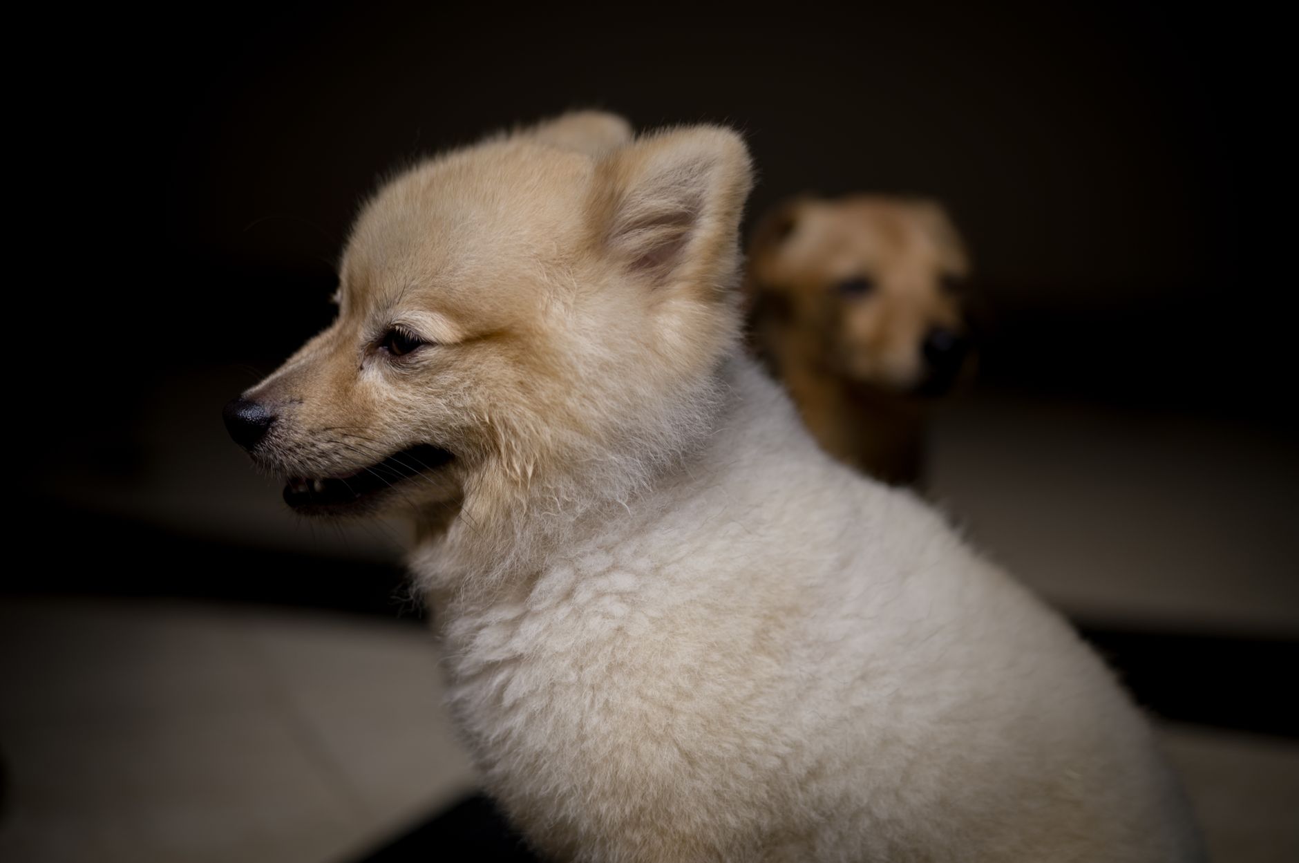 人気ミックス犬の性格と特徴|代表的な3種を解説