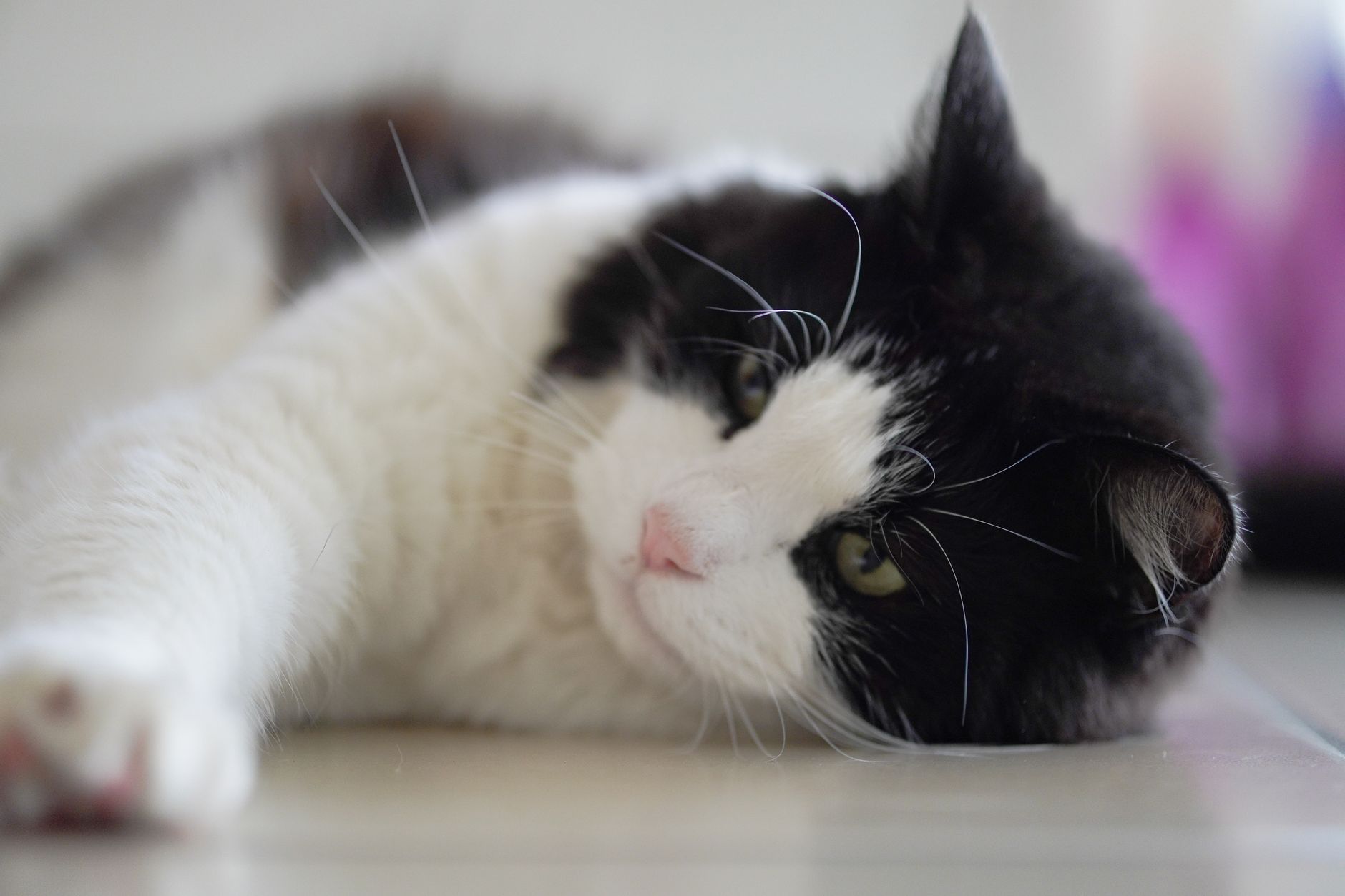 なぜ猫は脱走する?チャコを見ていて気づいたこと