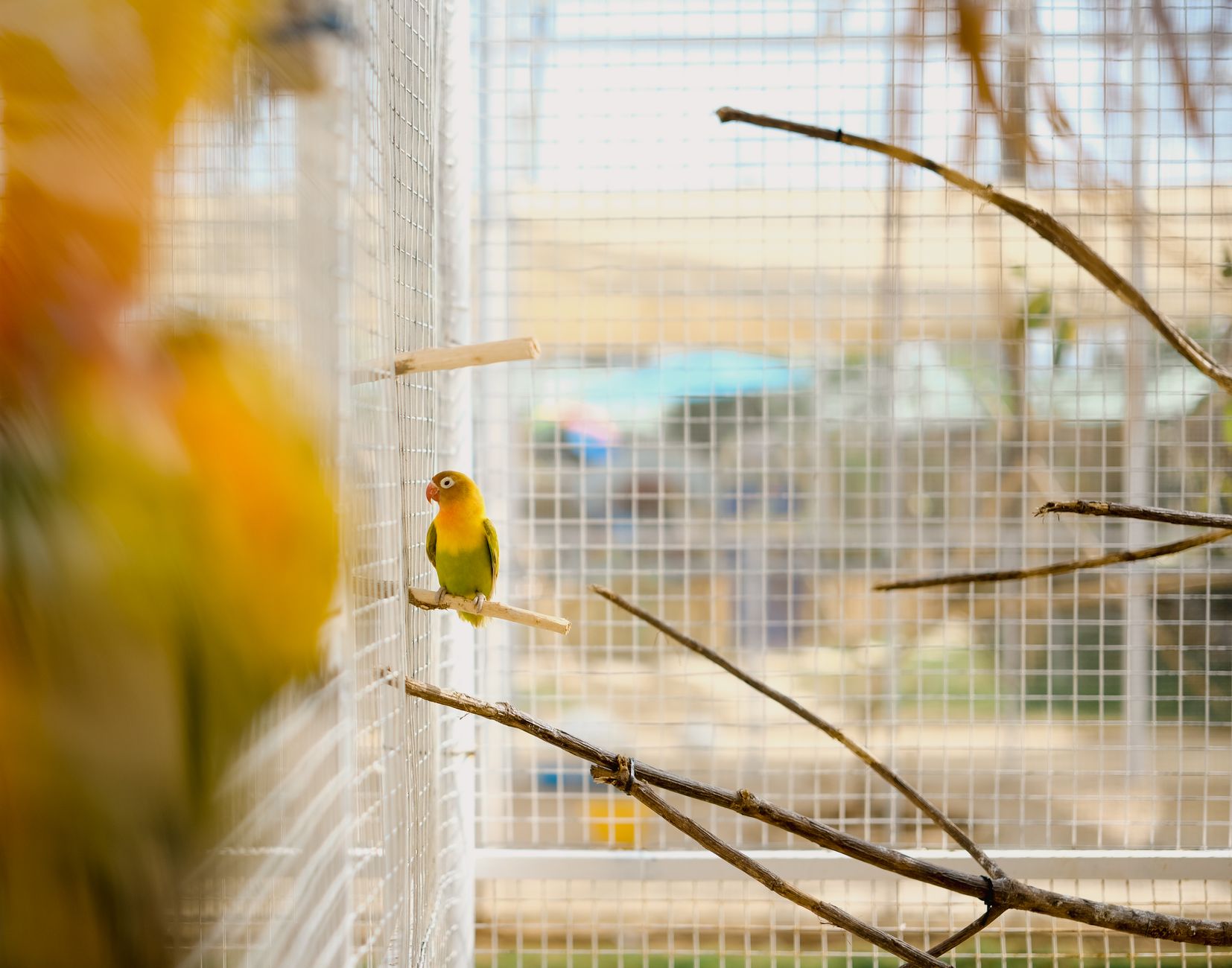 セキセイインコの好奇心は「かわいい」じゃなくて「リスク」として見る