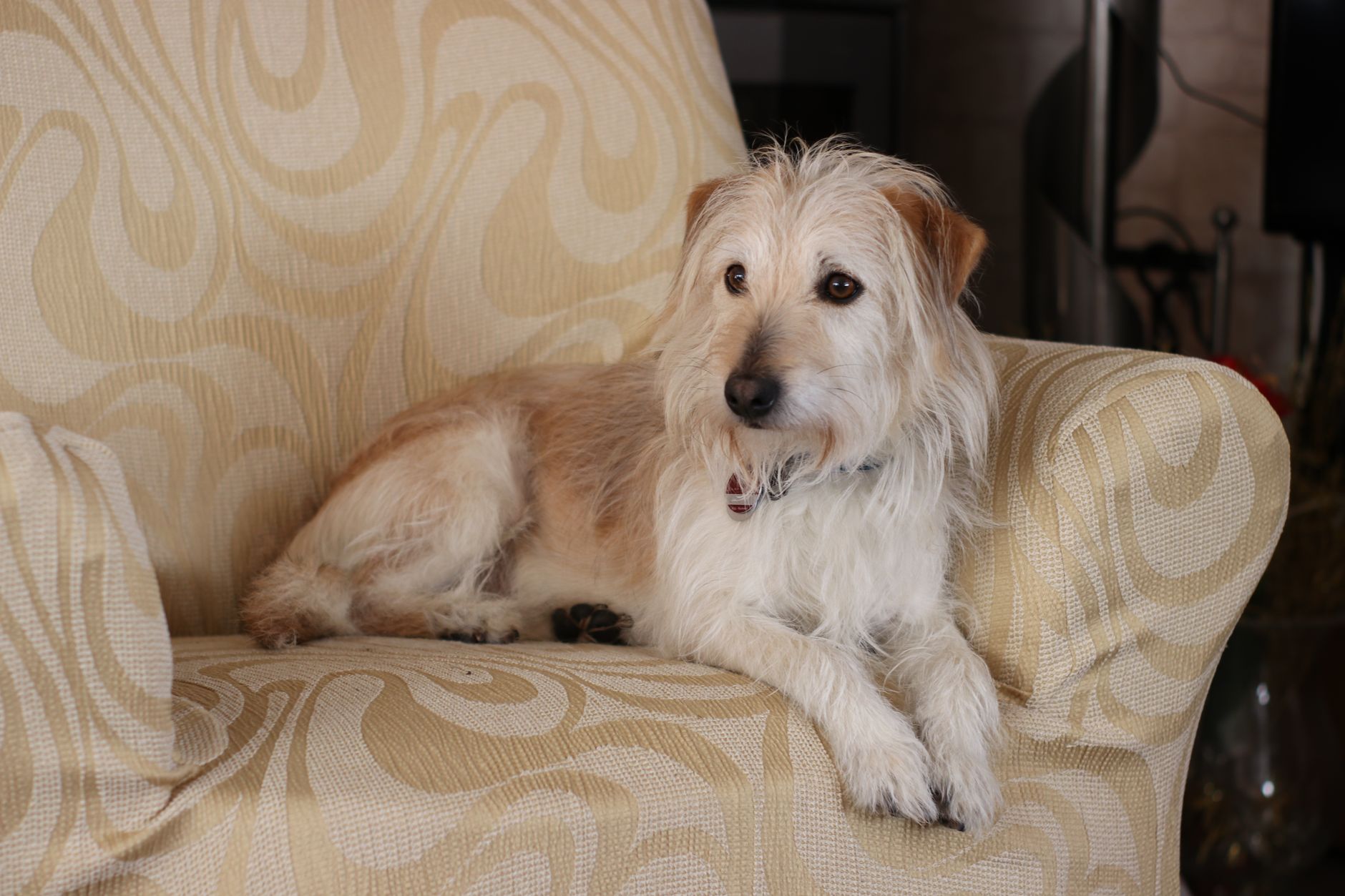 ミックス犬を飼う前に知っておくべき注意点