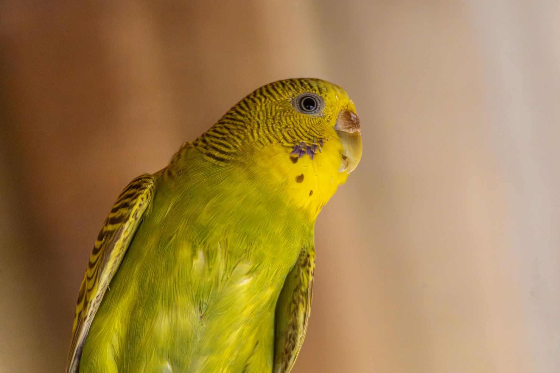 放鳥前の「5分チェック」を習慣にしたら怖さが減った