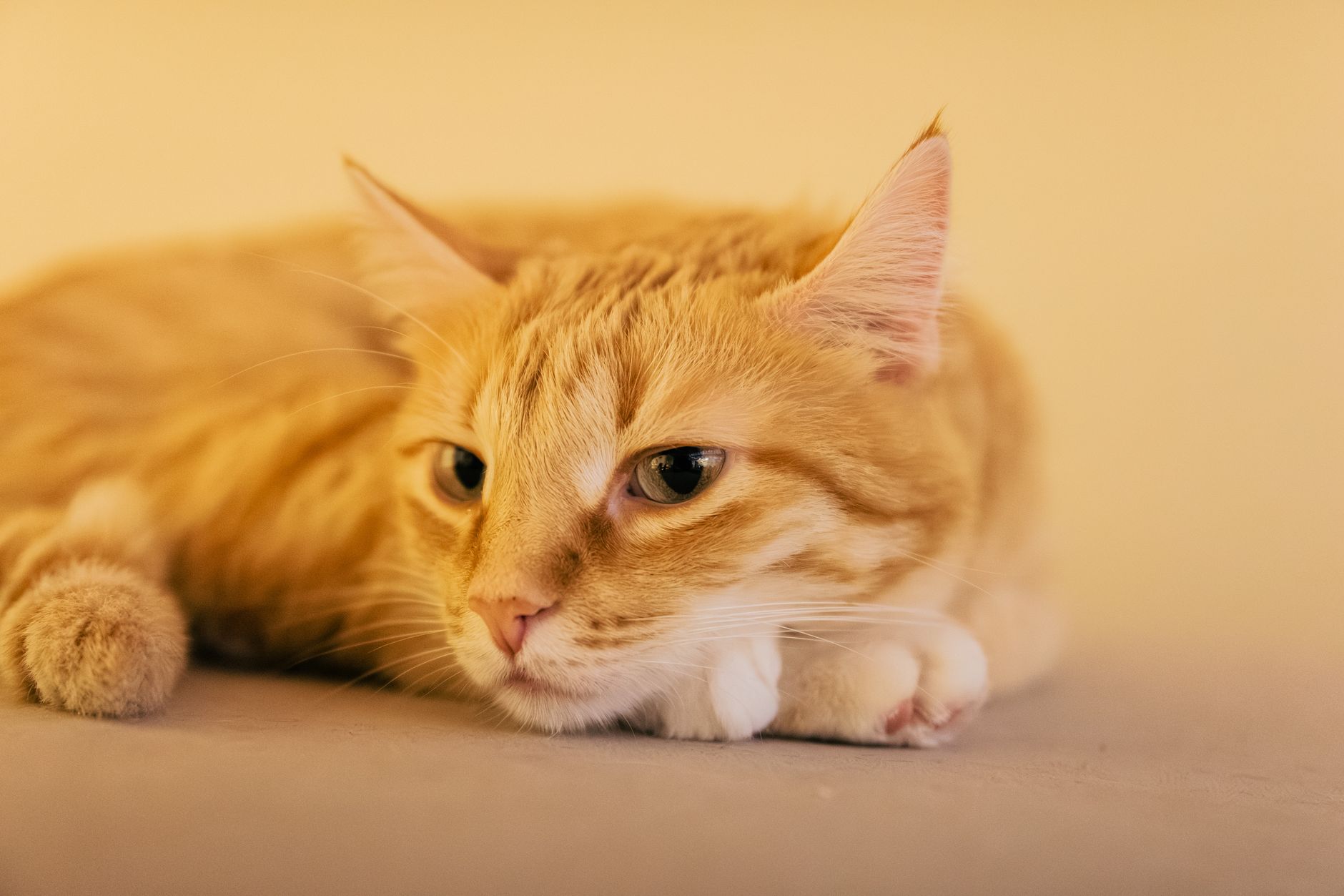 やりがち失敗2選!猫が嫌がる原因はブラシ選びにあった
