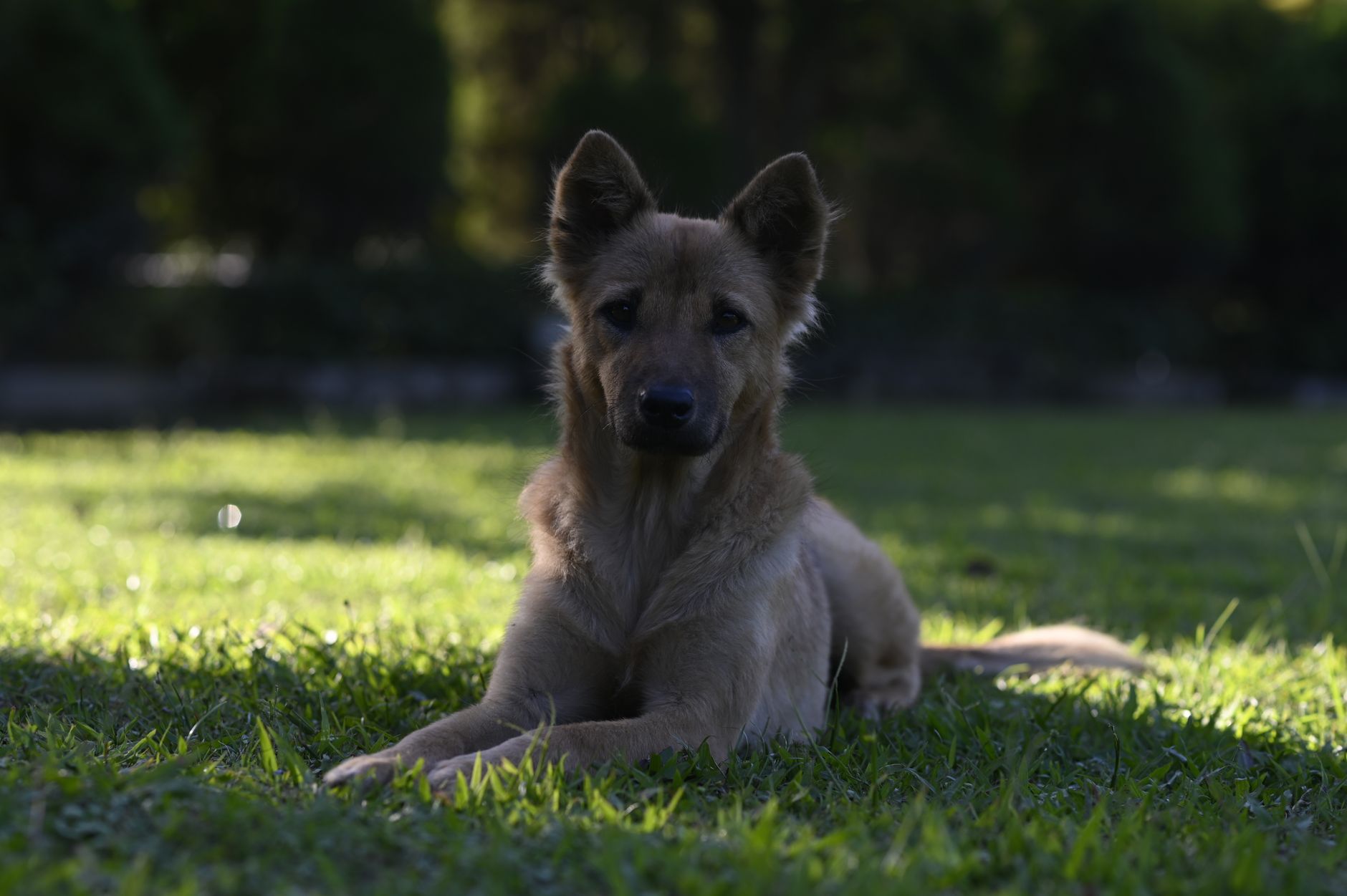 ミックス犬とは?純血種との違いを正しく理解しよう