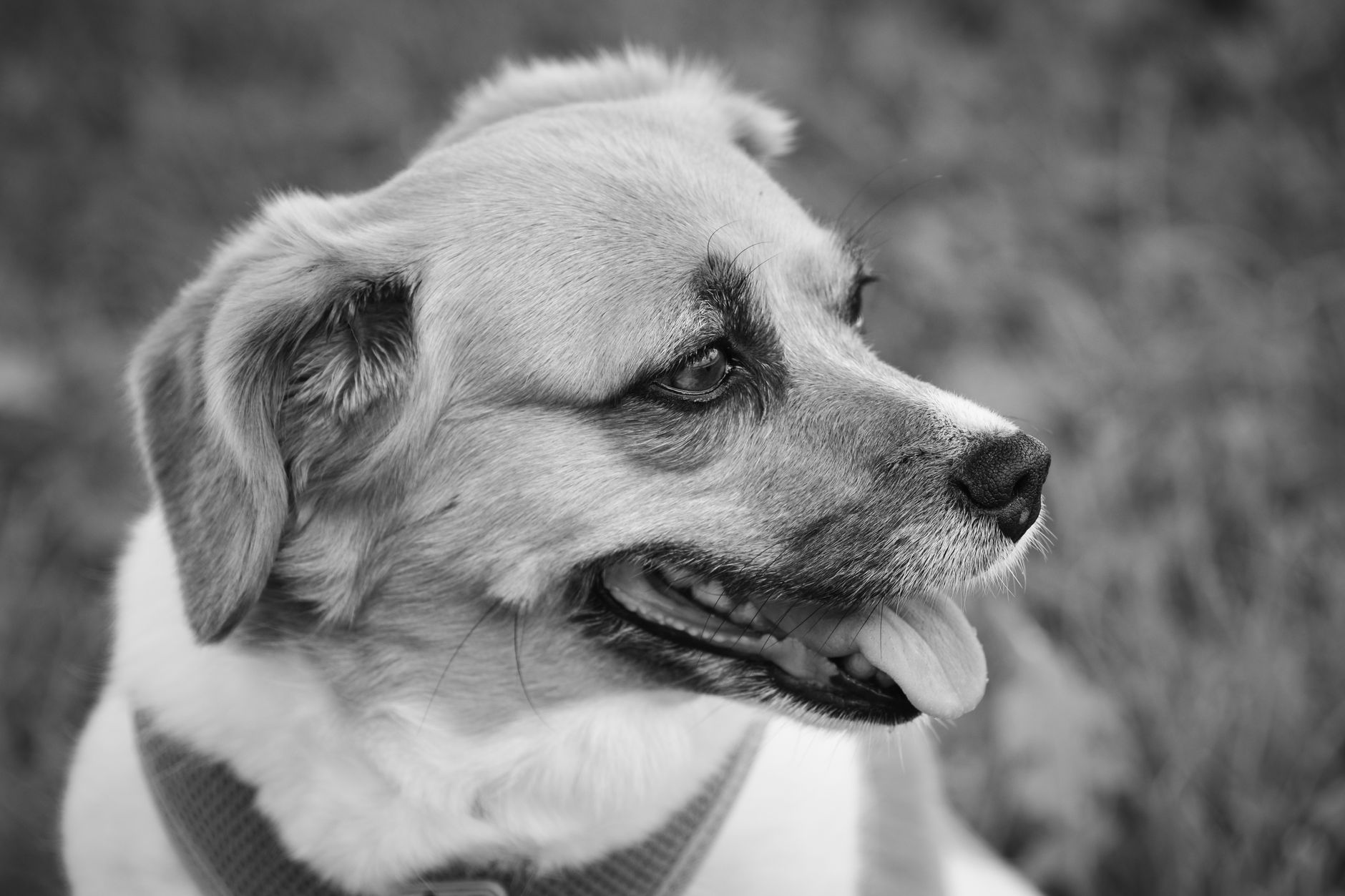 犬 散歩 おすすめ 公園
