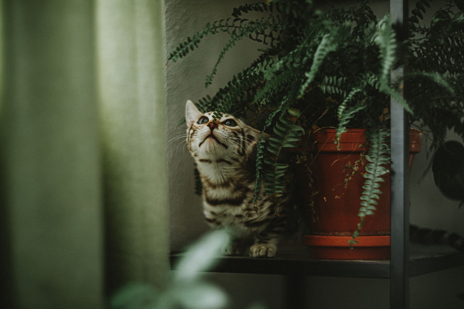 飼い主が「知らなかった」と驚く雑種猫のリアルな性格パターン