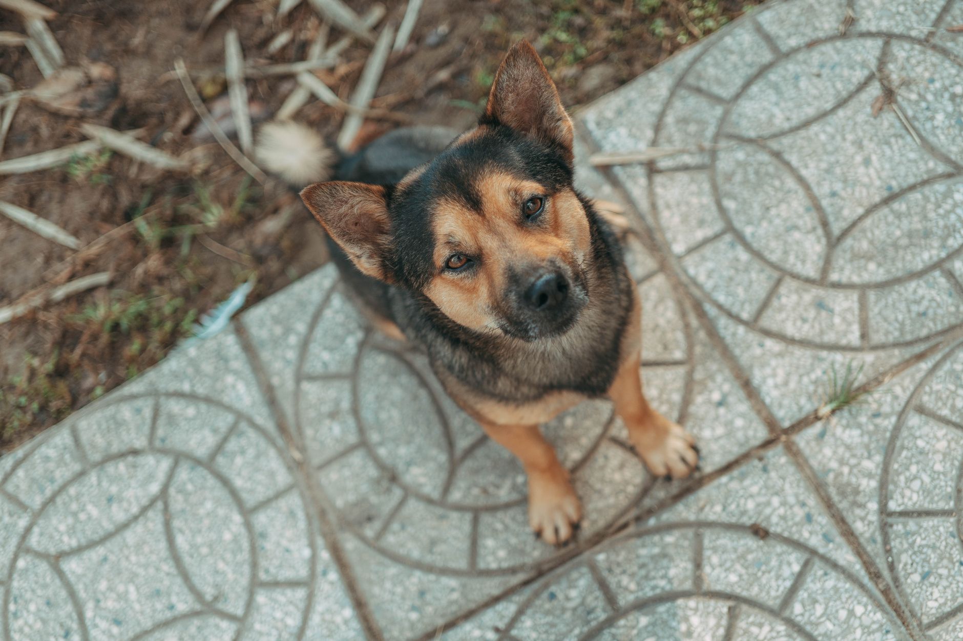何度やっても失敗する原因は「親犬種の気質の衝突」にある