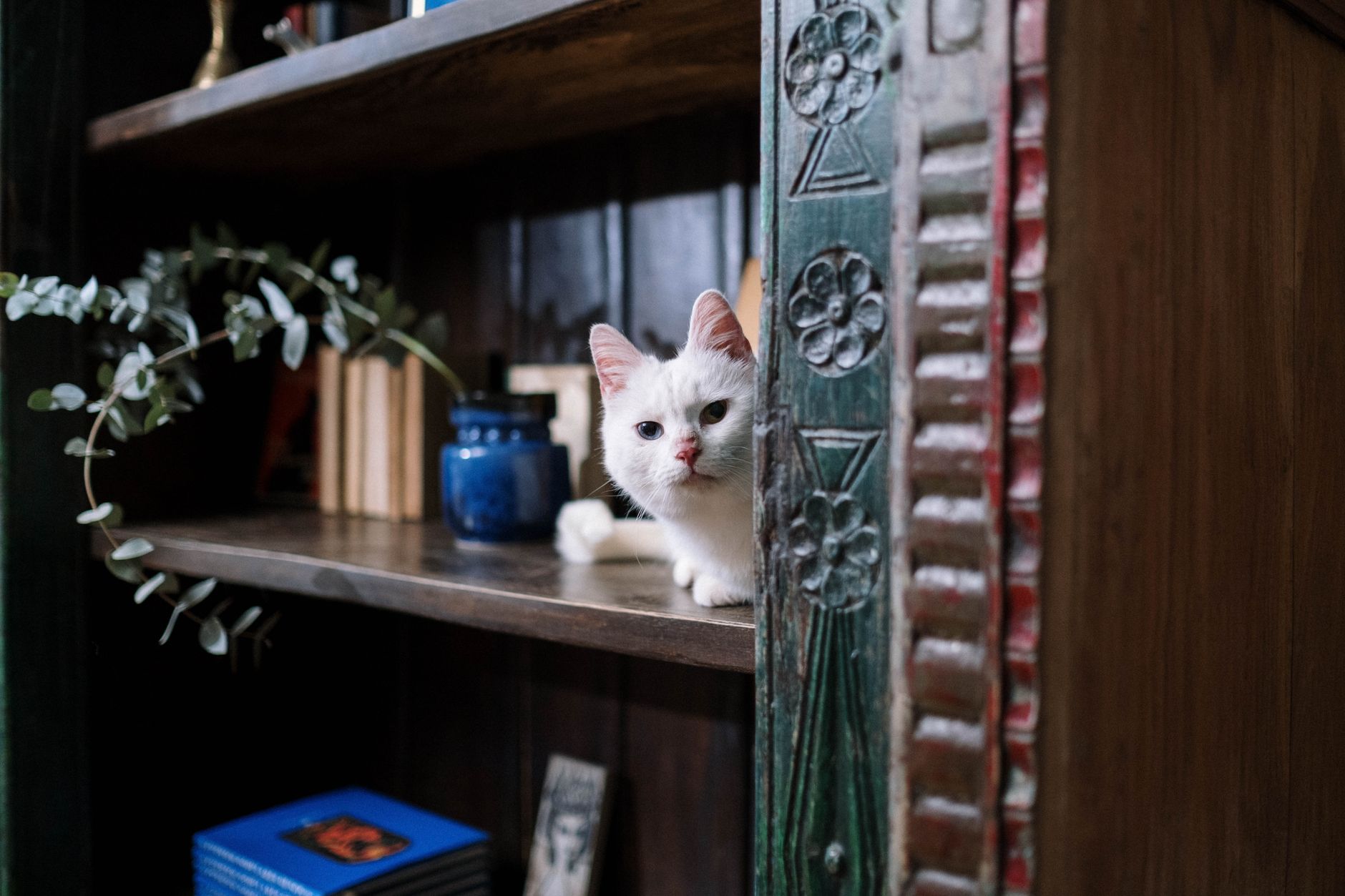 「こんな性格だと思わなかった」雑種猫に戸惑うのは当然な理由
