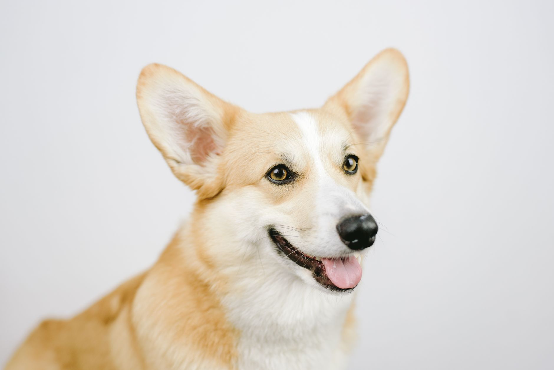「この子、言うこと聞かなくない?」は飼って1週間で来る