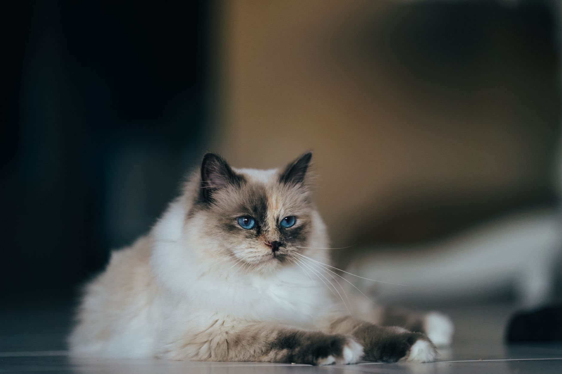 「犬みたいな猫」と聞いたのに散歩を嫌がる──その困惑は間違いじゃない