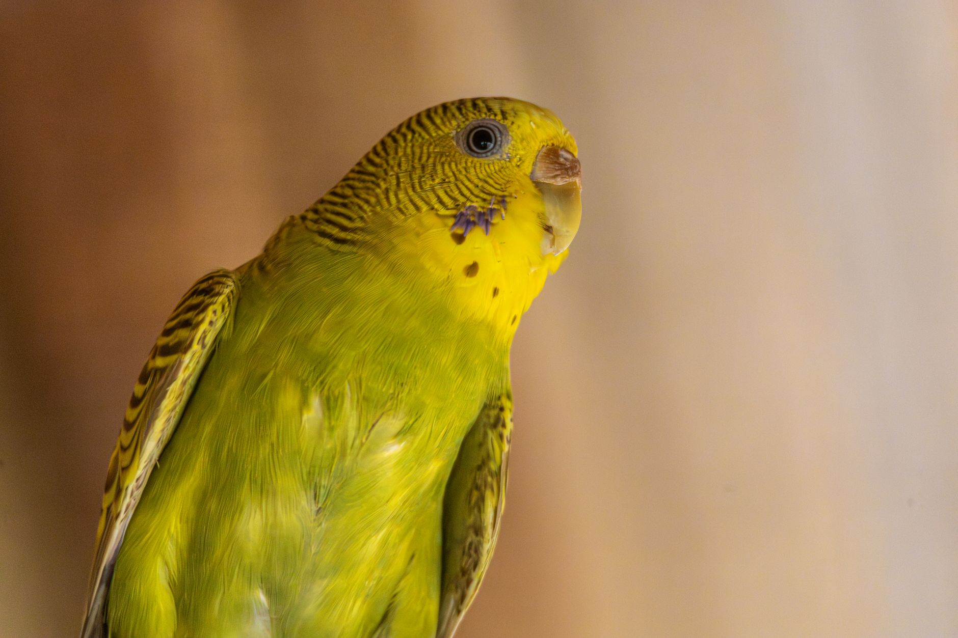 セキセイインコ 飼い方 飼い方 初心者 準備すること