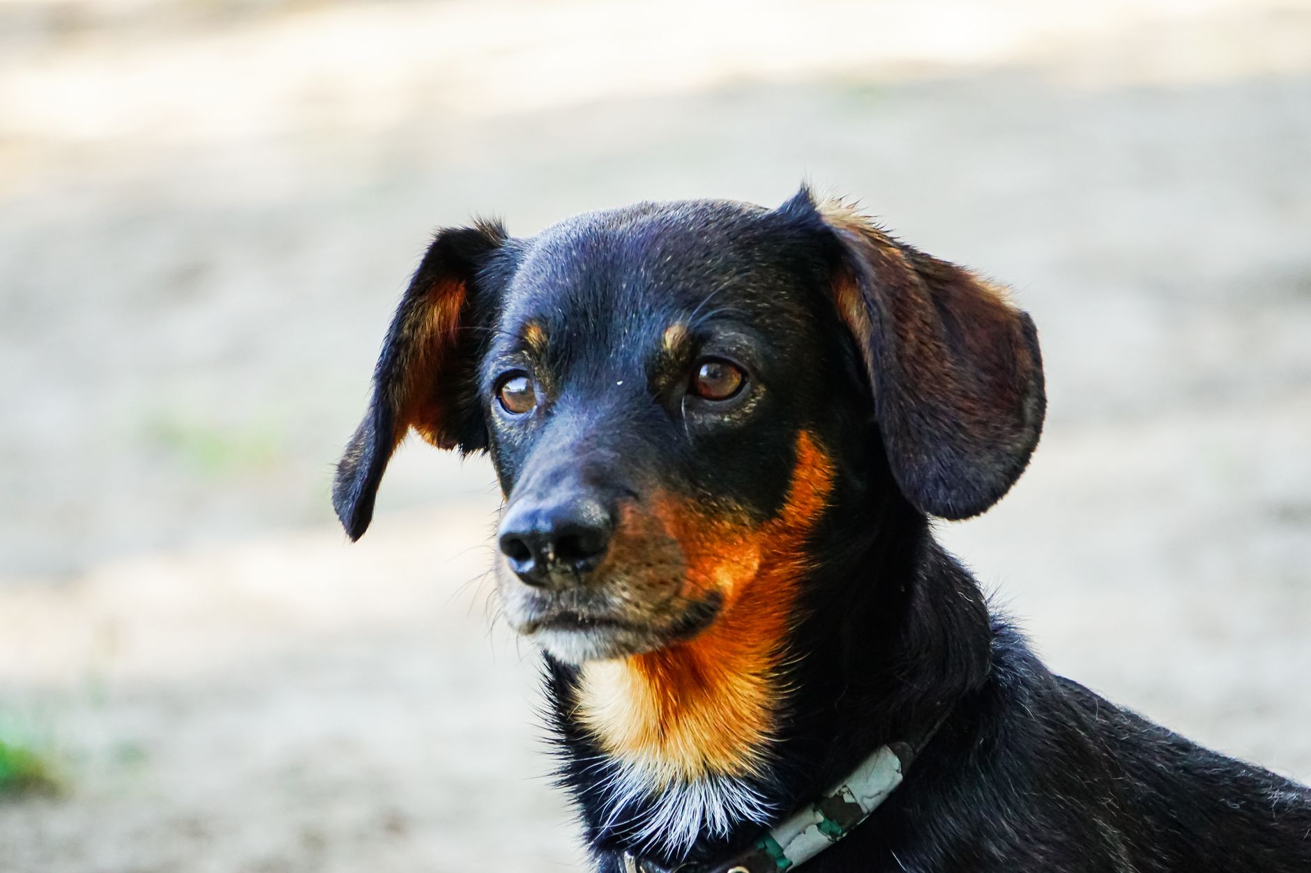 ミックス犬 トイレ 失敗 対処